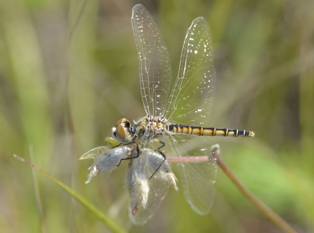 Selysiothemis nigra,  femmina